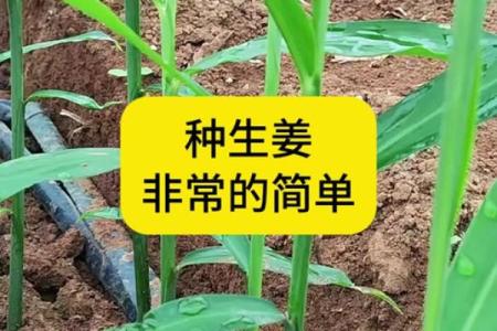 家种姜风水好吗