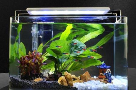 客厅放鱼缸的最佳位置风水摆放哪里