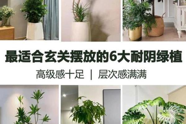 房子西边适合种什么植物风水好