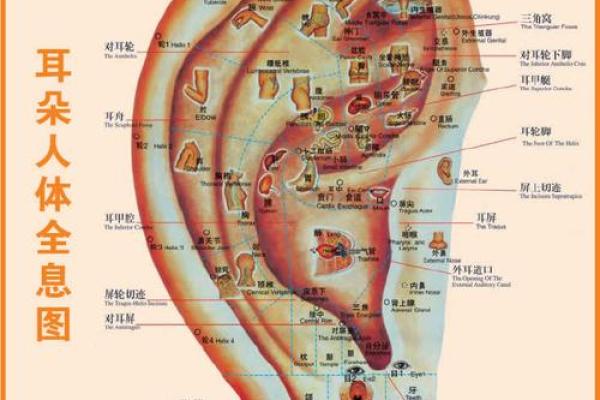 耳朵算命耳朵看运势大全,耳朵命运图解