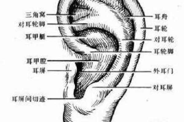 耳朵算命耳朵看运势大全,耳朵命运图解