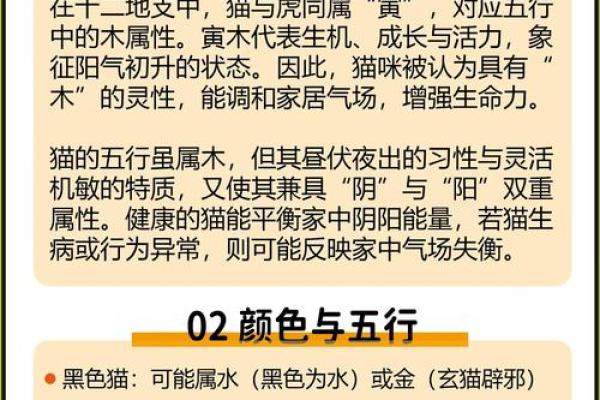 什么房子养猫更好风水好的