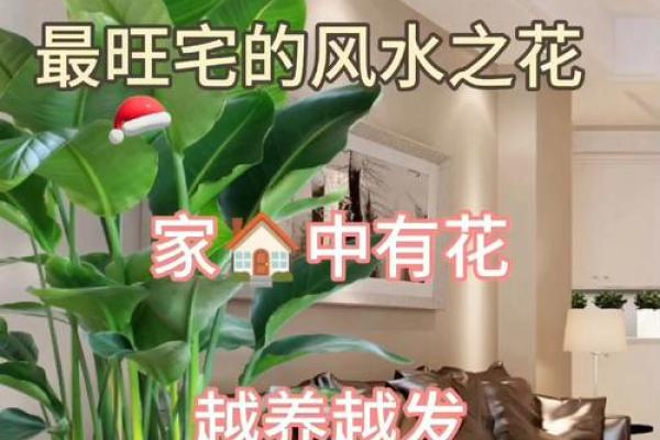可以增旺宅运的家居风水装饰物有哪些？摆放有什么讲究！
