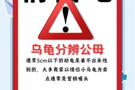家里养乌龟需注意哪些风水问题