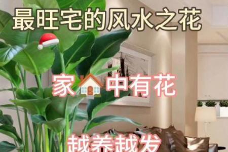 可以增旺宅运的家居风水装饰物有哪些？摆放有什么讲究！