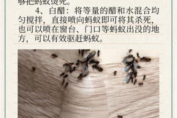 家里有蚂蚁风水上预示什么