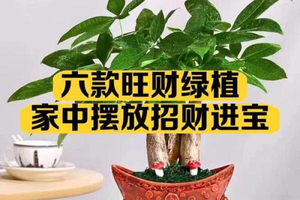公司摆放风水禁忌 摆放什么植物可以招财