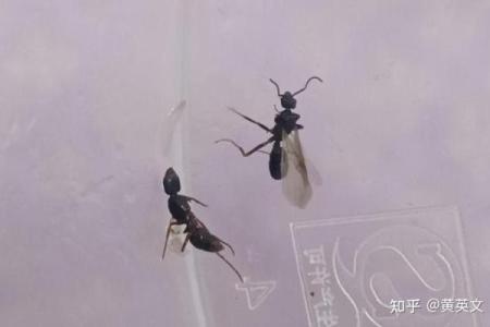 家里有蚂蚁风水上预示什么