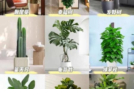 办公室最旺风水植物象征财源广进
