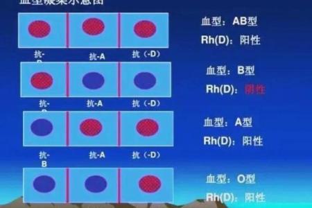 从血型的角度看寿命长短 长知识的科学论