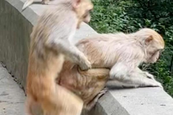 猴跟什么生肖配对最好 生肖猴最佳配对