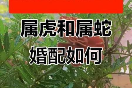 属蛇男婚姻最好的婚配属相 属蛇男与什么属相配对最佳