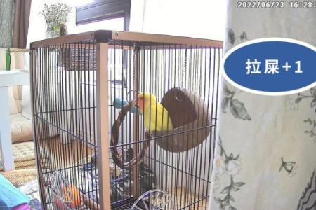 鸟拉屎在身上算命