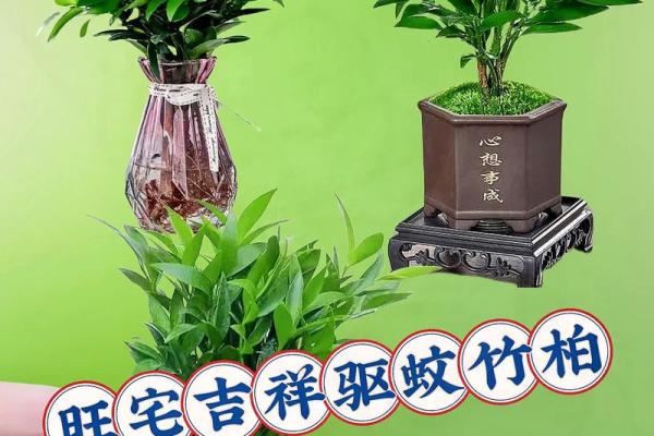 平安竹的风水作用