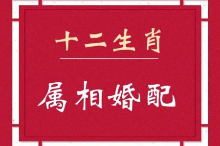 夫妻最好的属相配对