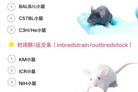 肖鼠者不同血型有哪些优势