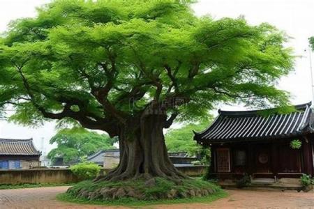 风水房子上长树