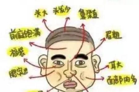 鼻头大的男人面相在风水中有哪些含义