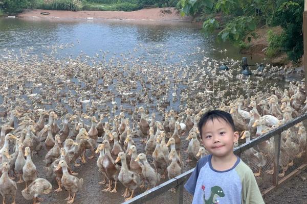 风水房子右边养鸭子好吗