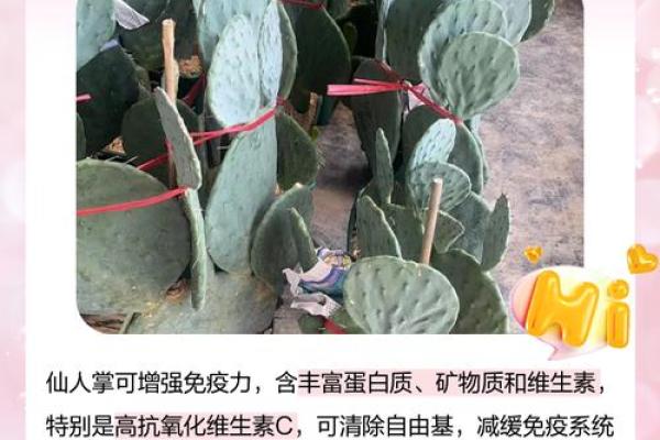 仙人掌的风水作用，仙人掌的风水作用禁忌