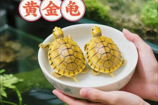 风水招财龟怎么养 养招财龟的好处