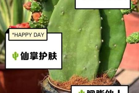 仙人掌的风水作用，仙人掌的风水作用禁忌