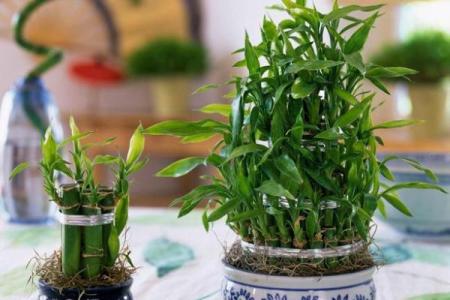 居家：富贵竹摆放在什么方位好