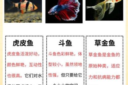 风水，什么类型的八字适合养鱼
