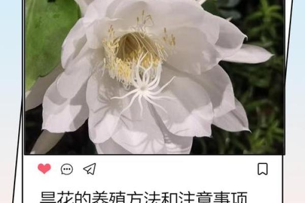 风水讲究，家里面养昙花好不好