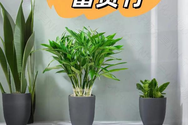 富贵竹究竟摆放在什么方位好呢