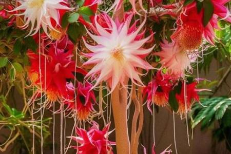 风水讲究，家里面养昙花好不好