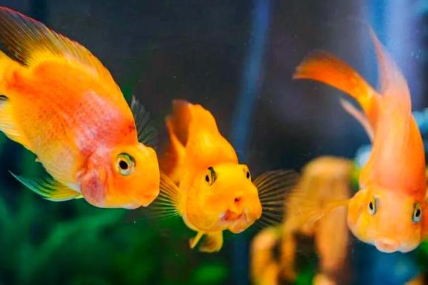 家里养鱼也是有一些风水禁忌的