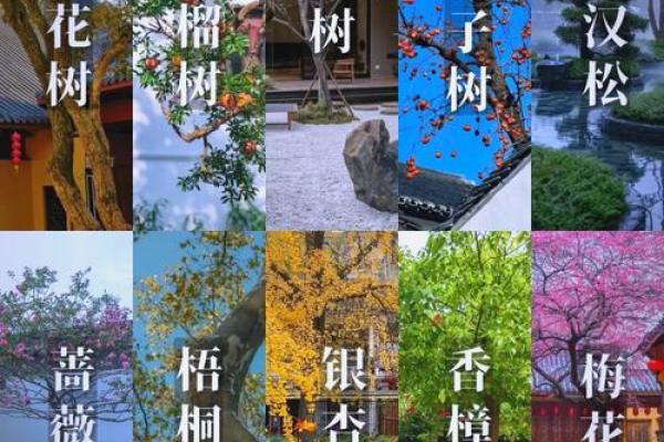 庭院风水树有哪些 庭院种什么树风水好