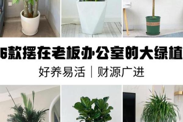 买了发财树，不要把方位摆错了