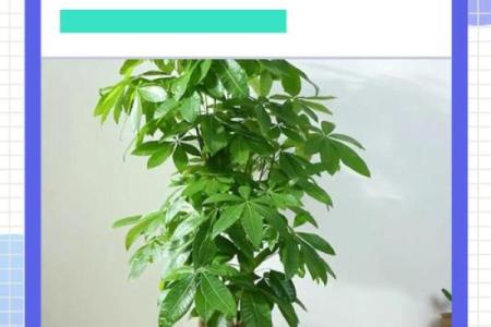 买了发财树，不要把方位摆错了