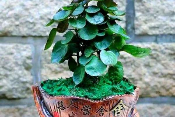 树木花卉摆放也影响风水