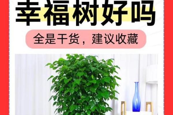 树木花卉摆放也影响风水