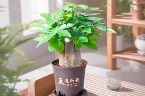 摆设风水_家居风水如何摆放能够招财
