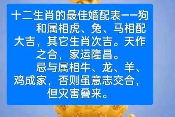 94年狗和94年狗是上等婚吗 两只94年生的狗配对算是高配婚姻吗