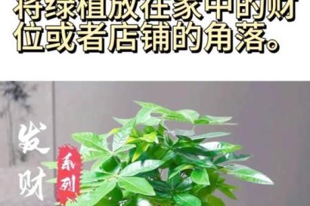 能够开旺财运的风水方法有哪些