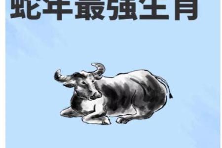 生肖牛父子配对-八个值得一看的组合
