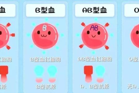 属鼠AB血型的人性格与事业姻缘