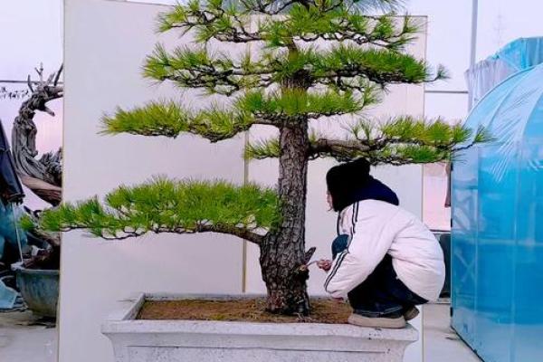 公司风水_办公室摆放迎客松盆景什么位置更佳