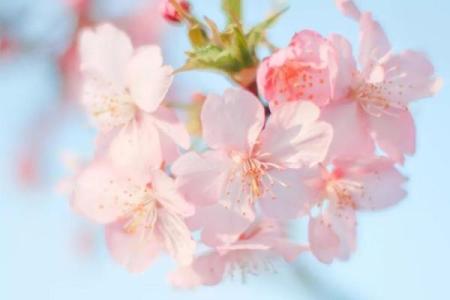 浪漫花房子风水壁纸