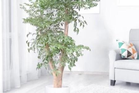 办公场所摆放植物的风水讲究