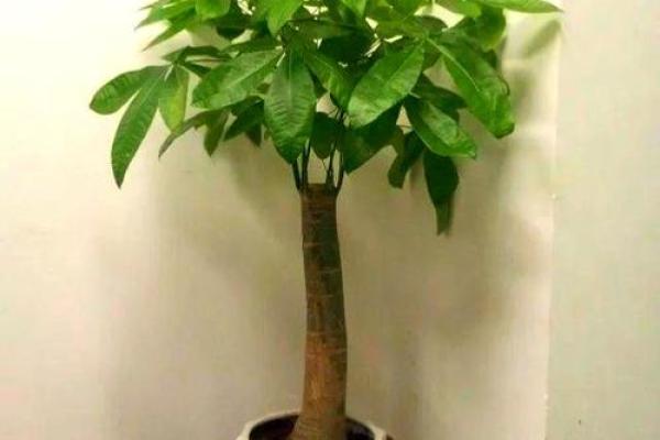 横财风水：财位适宜摆放的花卉