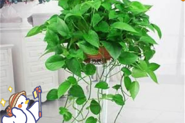 绿萝风水好吗