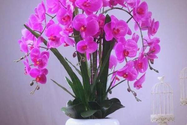 假花摆放在房屋里哪里不会影响到风水呢
