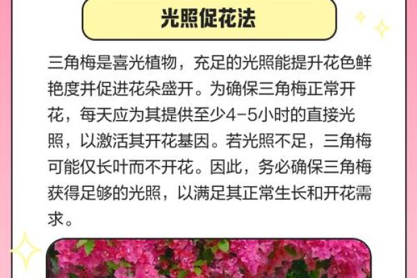 八字墙外花：探究八字墙外花的品种、养护和繁殖技巧
