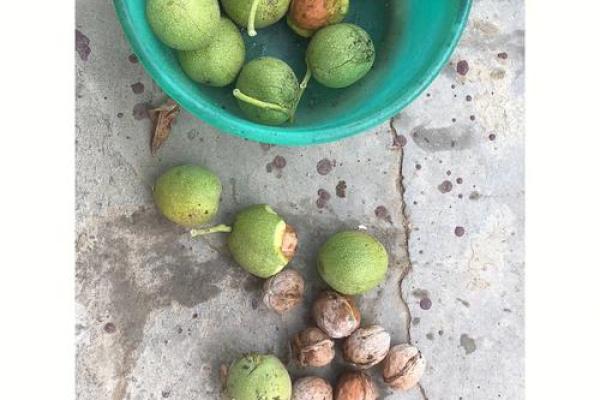 八字真硬！老太家中“核桃锤”竟是沉睡手榴弹，二十余年安然无恙